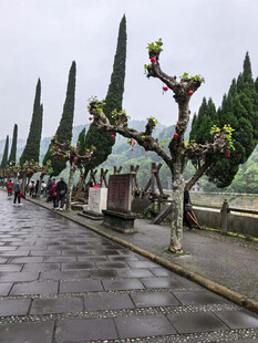 雨中整齐的锥形树木景观
