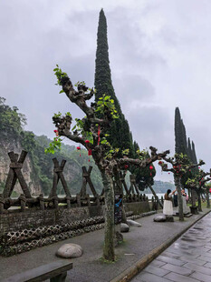 奇特造型树景观