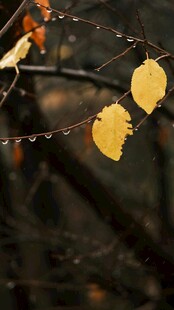 秋日枝头挂着金黄叶片