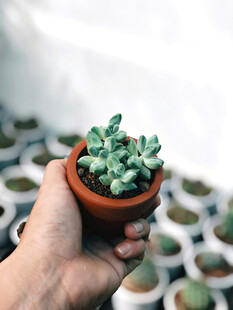 手捧可爱小盆栽