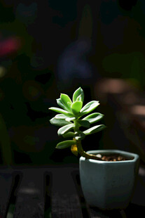 小巧多肉盆栽置于木桌