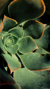 翠绿螺旋状多肉植物特写