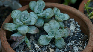 陶盆中的可爱多肉植物