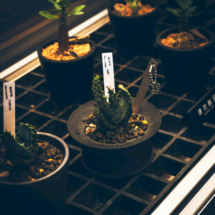 多肉盆栽展示