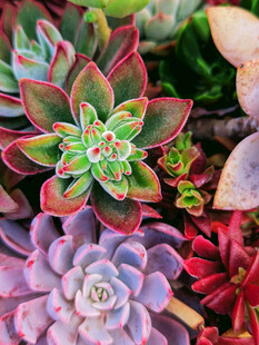 多彩多肉植物特写