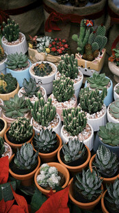 多彩仙人球盆栽展示
