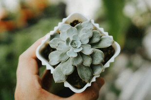 手捧可爱多肉植物