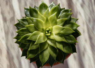 翠绿多肉植物特写