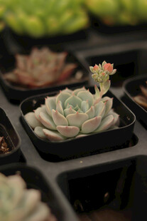 多肉植物盆栽特写