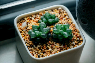 精致小盆栽