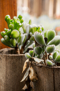 木盆中的可爱多肉植物