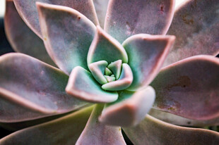 精致多肉植物特写