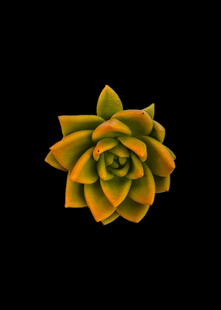 黄色多肉植物特写