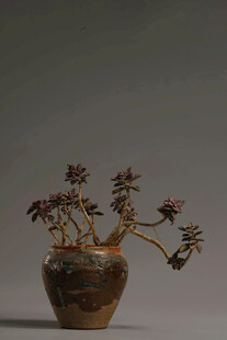 古朴陶盆中的别致花卉