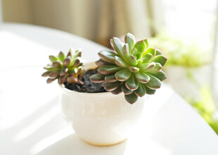 白色花盆中的可爱小多肉