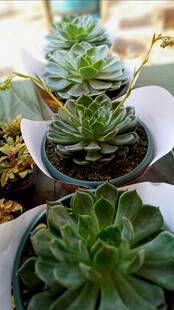 可爱多肉盆栽展示