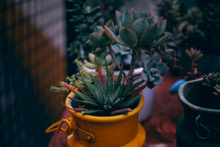 黄色花盆中的可爱多肉