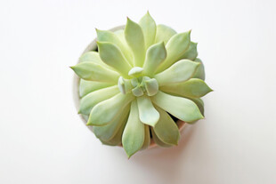 清新多肉植物特写