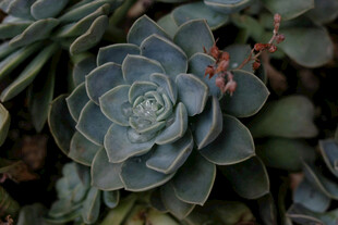 蓝绿色多肉植物特写