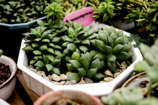 可爱多肉植物盆栽展示