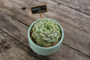 浅绿色盆中的可爱多肉植物