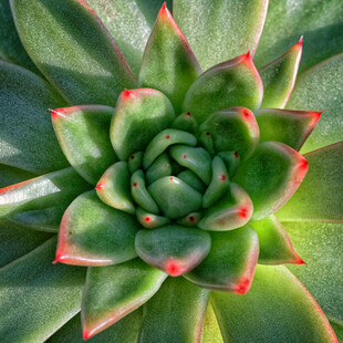 翠绿红边的美丽多肉植物