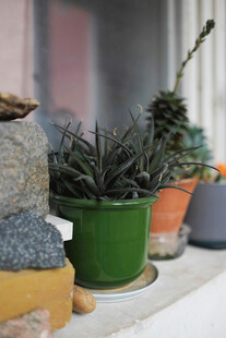 窗台上的多彩盆栽植物