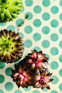 多彩多肉植物特写