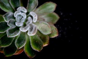 精致多肉植物特写