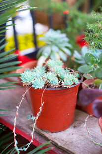 可爱多肉盆栽置于木台