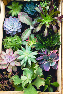 多彩多肉植物盆栽展示