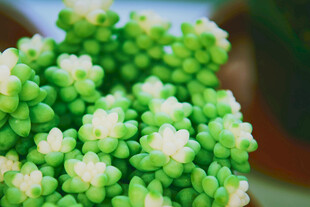 翠绿多肉植物特写
