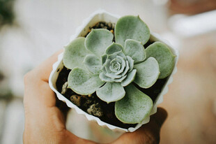 手捧可爱多肉植物