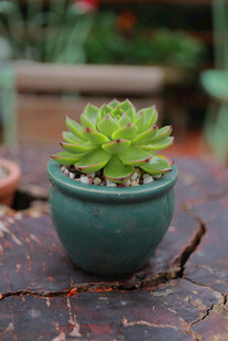 小巧盆栽多肉植物绿意浓