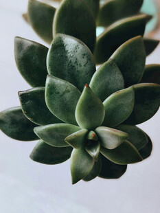 多肉植物