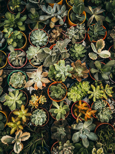 多彩多肉植物特写