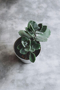 简约风小盆栽绿植特写