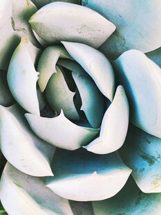 蓝绿色多肉植物特写