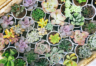 多彩多肉植物盆栽集合