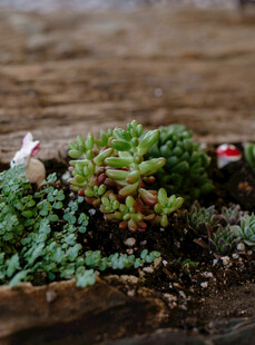 多彩多肉植物盆栽展示