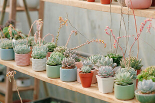 多彩盆栽架上的多肉植物