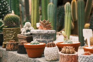 多样盆栽仙人掌与小摆件