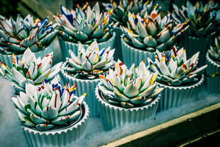 多彩多肉盆栽展示