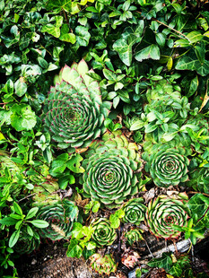 螺旋状多肉植物绿意盎然