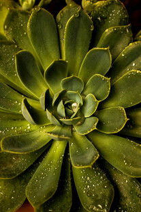翠绿多汁的饱满多肉植物