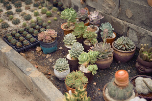 多彩多肉盆栽展示