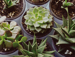 可爱多肉植物盆栽展示