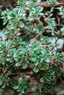 翠绿多肉植物特写