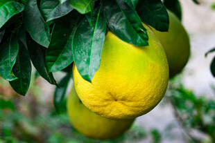 枝头悬挂的饱满黄柚