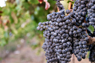 饱满紫葡萄挂于枝头